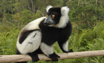 Black-and-white ruffed lemur [Varecia variegata]