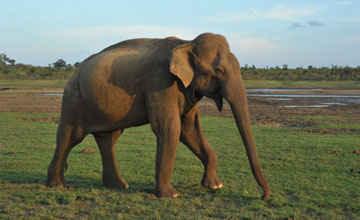 Sri lankan elephant [Elephas maximus maximus]