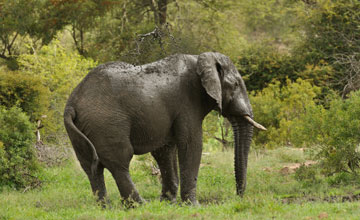 African bush elephant [Loxodonta africana]