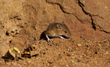 African pygmy mouse [Mus minutoides]