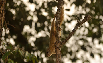 Smith's bush squirrel [Paraxerus cepapi]