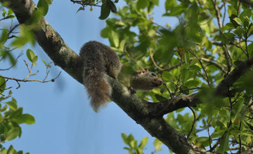 Grizzled giant squirrel [Ratufa macroura dandolena]