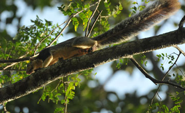 Grizzled giant squirrel [Ratufa macroura macroura]