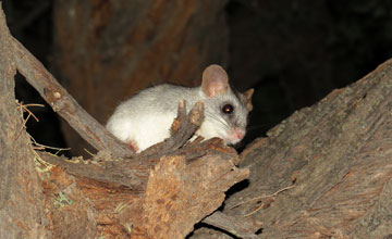 Black-tailed tree rat [Thallomys nigricauda]