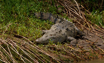 American crocodile [Crocodylus acutus]