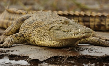Nile crocodile [Crocodylus niloticus pauciscutatus]