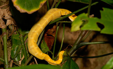 Eyelash viper [Bothriechis schlegelii]