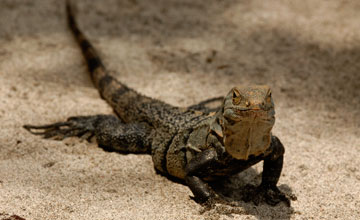 Black spiny-tailed iguana [Ctenosaura similis]