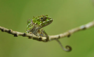 Two-banded chameleon [Furcifer balteatus]