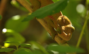 Malagasy giant chameleon [Furcifer oustaleti]