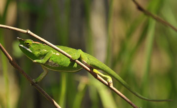 Canopy chameleon [Furcifer willsii]