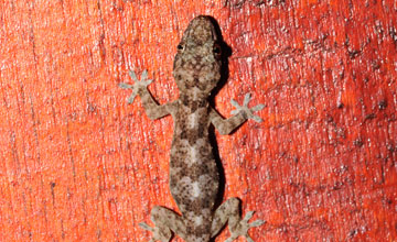 Tropical house gecko [Hemidactylus mabouia]