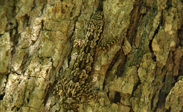 Flat-tailed house gecko [Hemidactylus platyurus]