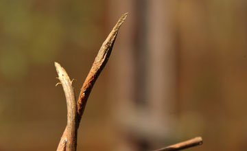 Malagasy leaf-nosed snake [Langaha madagascariensis]