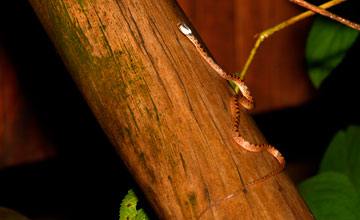 Rhombic cat-eyed snake [Leptodeira rhombifera]