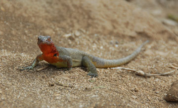 Española lava lizard [Microlophus delanonis]