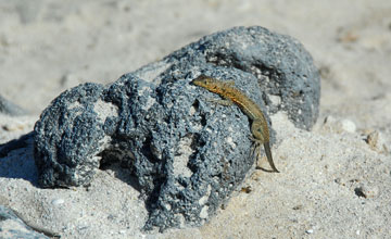 Santiago lava lizard [Microlophus jacobii]