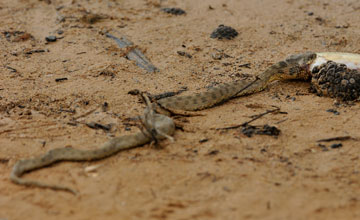 Viperine water snake [Natrix maura]