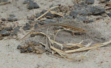 Delalande’s sandveld lizard [Nucras lalandii]