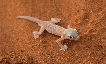 Namib sand gecko [Pachydactylus rangei]