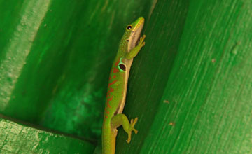 Madagascar day gecko [Phelsuma madagascariensis madagascariensis]