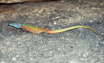 Common flat lizard [Platysaurus intermedius rhodesianus]