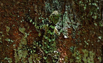 Collared tree lizard [Plica plica]