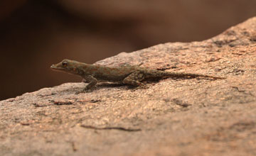Boulton's namib day gecko [Rhoptropus boultoni]