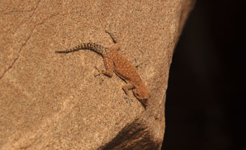 Barnard's namib day gecko [Rhotropus barnardi]