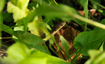 Eastern garter snake [Thamnophis sirtalis sirtalis]