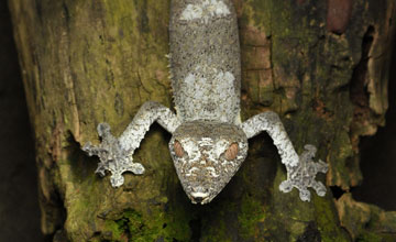 Giant leaf-tailed gecko [Uroplatus fimbriatus]