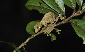Satanic leaf-tailed gecko [Uroplatus phantasticus]