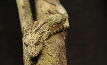 Mossy leaf-tailed gecko [Uroplatus sikorae]