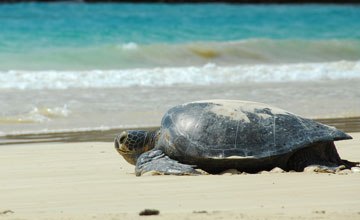 Green sea turtle [Chelonia mydas]