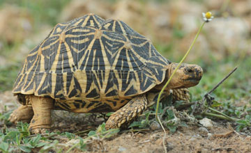Indian star tortoise [Geochelone elegans]