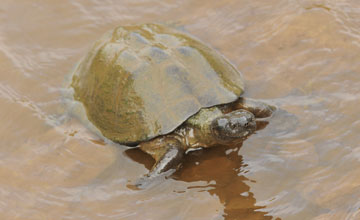 East african black mud turtle [Pelusios subniger subniger]