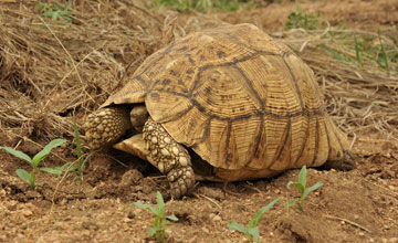 Eastern leopard tortoise [Stigmochelys pardalis babcocki]