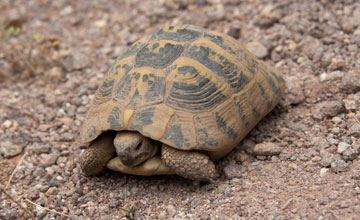 Hermann's tortoise [Testudo hermanni boettgeri]