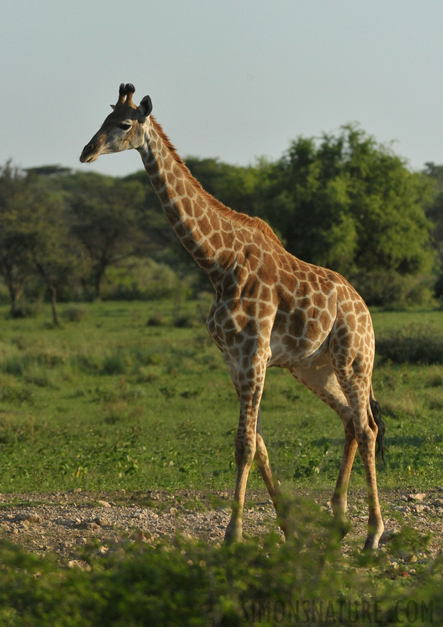 Giraffa giraffa angolensis [280 mm, 1/5000 sec at f / 7.1, ISO 2500]