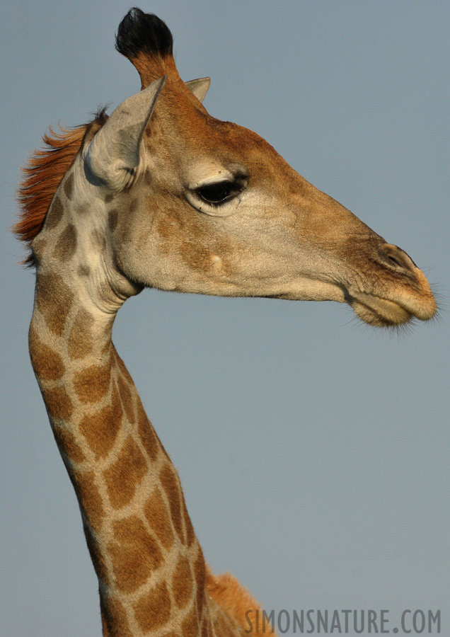 Giraffa giraffa angolensis [550 mm, 1/3200 sec at f / 7.1, ISO 1600]