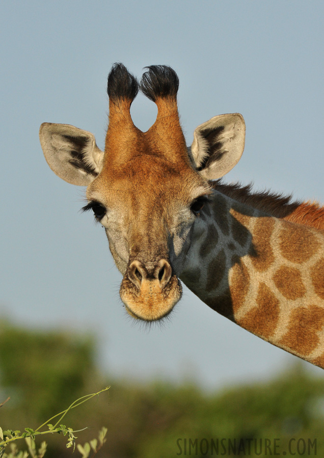 Giraffa giraffa angolensis [550 mm, 1/3200 sec at f / 7.1, ISO 1600]