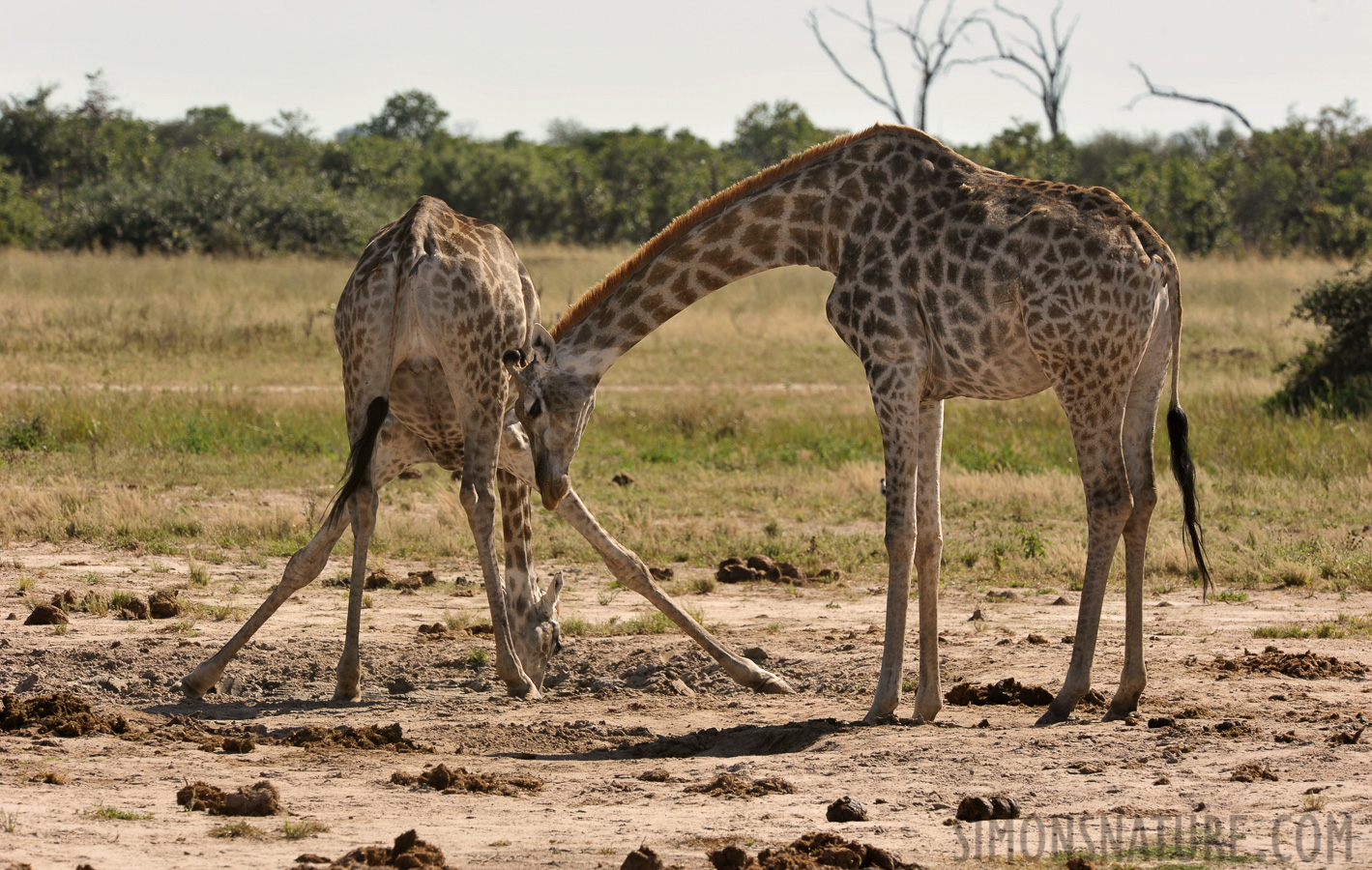 Giraffa giraffa angolensis [440 mm, 1/320 sec at f / 13, ISO 500]