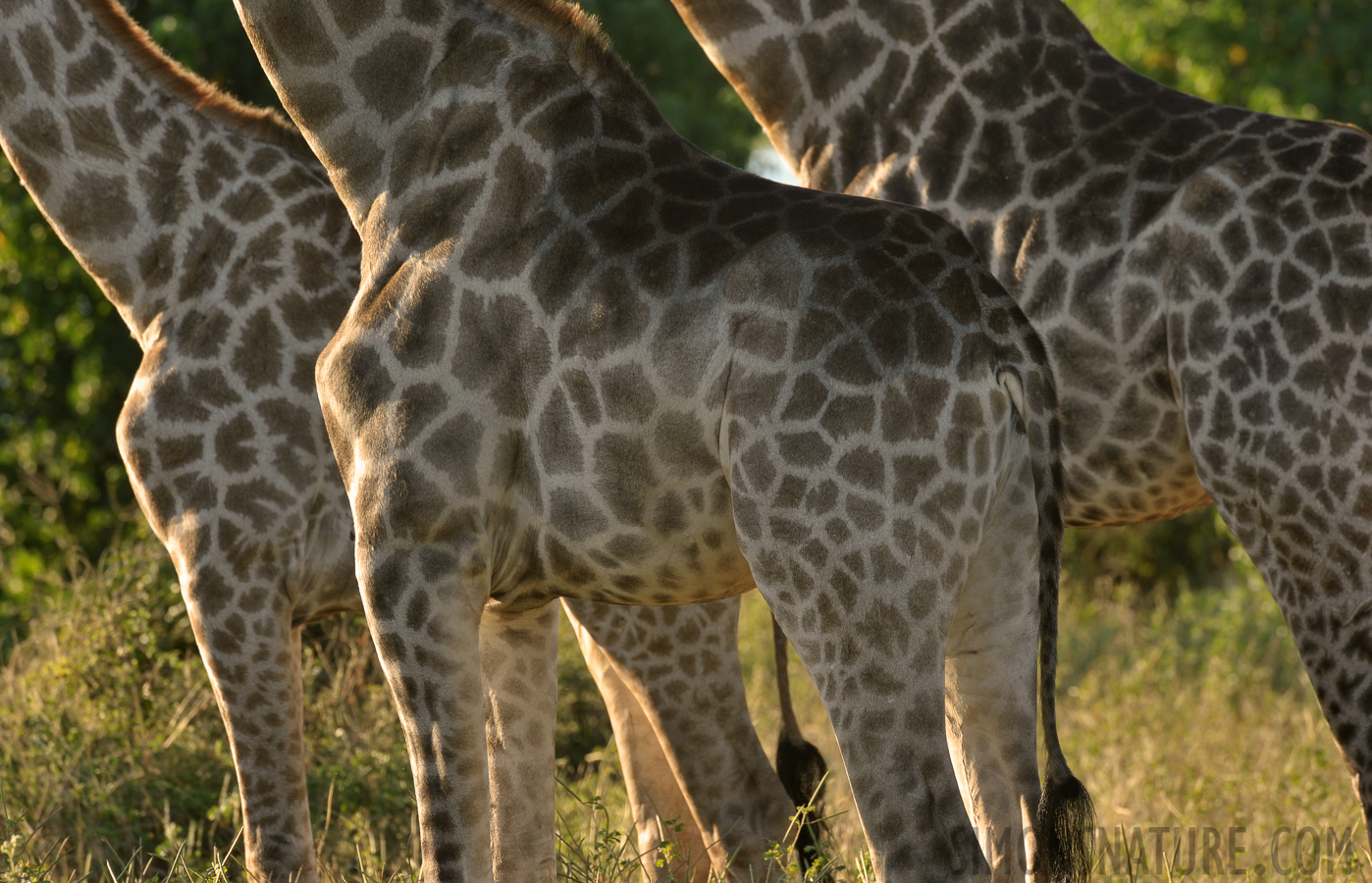 Giraffa giraffa angolensis [550 mm, 1/100 sec at f / 13, ISO 400]