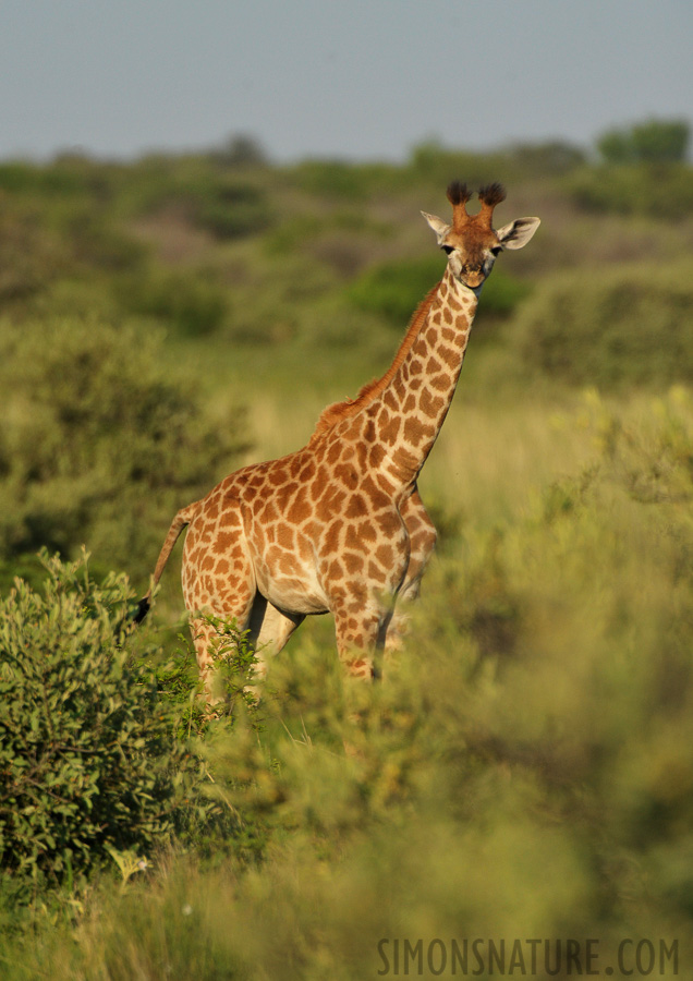 Giraffa camelopardalis giraffa [550 mm, 1/2500 sec at f / 7.1, ISO 1600]