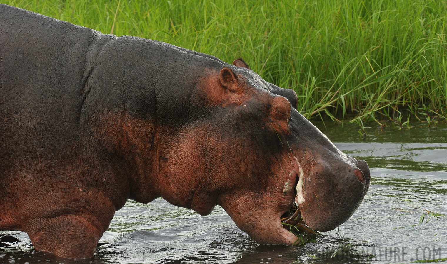 Hippopotamus amphibius capensis [280 mm, 1/640 sec at f / 10, ISO 1600]