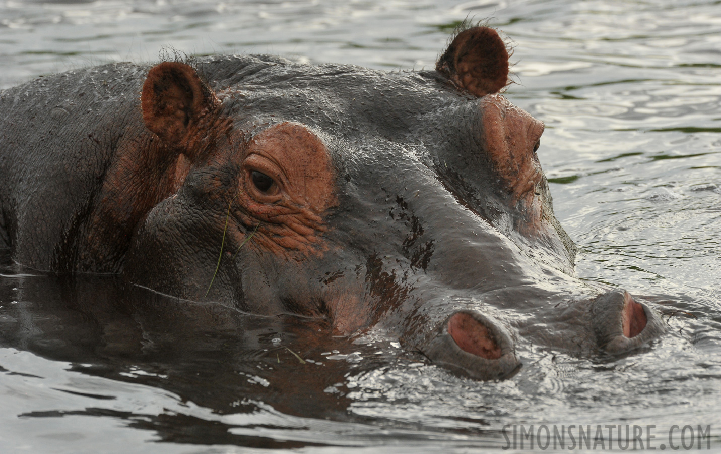 Hippopotamus amphibius capensis [550 mm, 1/1000 sec at f / 10, ISO 1600]