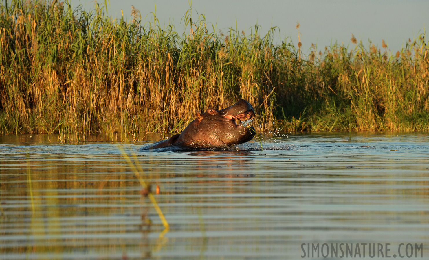Hippopotamus amphibius capensis [300 mm, 1/640 sec at f / 9.0, ISO 800]