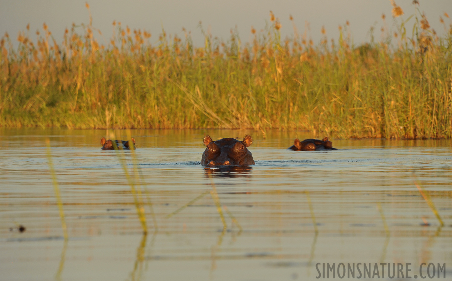 Hippopotamus amphibius capensis [300 mm, 1/640 sec at f / 8.0, ISO 800]