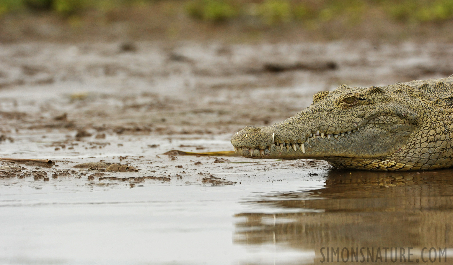 Crocodylus niloticus pauciscutatus [550 mm, 1/3200 sec at f / 9.0, ISO 2000]