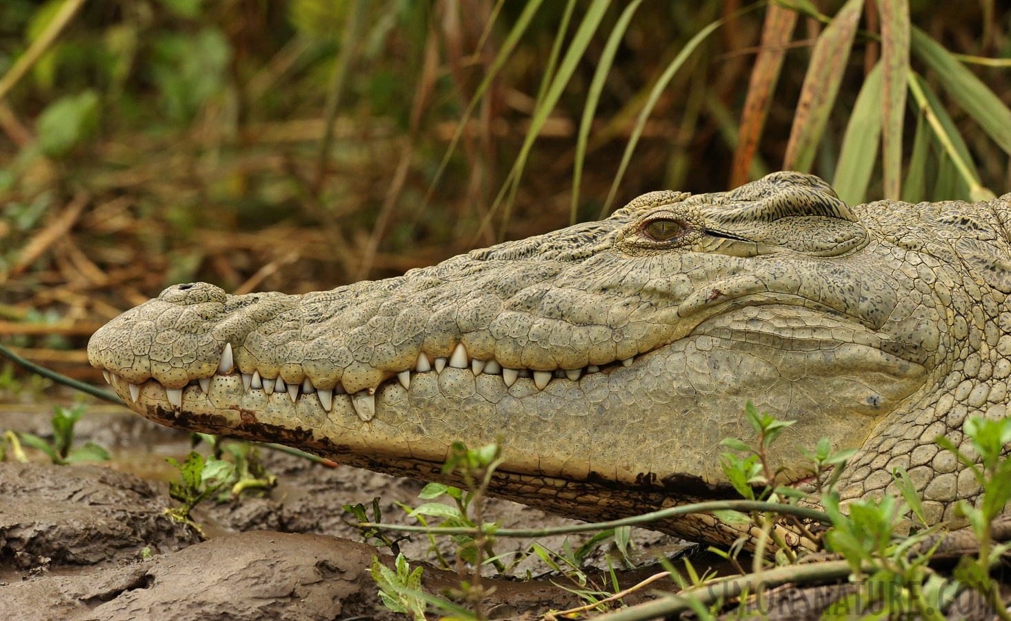 Crocodylus niloticus pauciscutatus [280 mm, 1/1250 sec at f / 9.0, ISO 2000]
